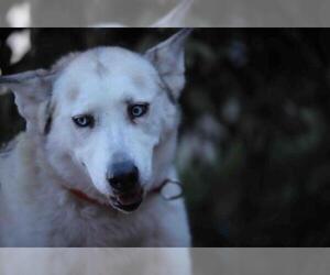 Alusky Dogs for adoption in Walnut Creek, CA, USA