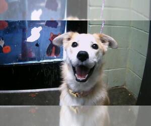 Siberian Husky-Unknown Mix Dogs for adoption in Tulsa, OK, USA