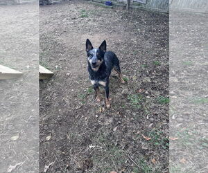 Mutt Dogs for adoption in Jackson, MS, USA