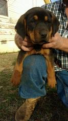 Rottweiler Dogs for adoption in Bronx, NY, USA