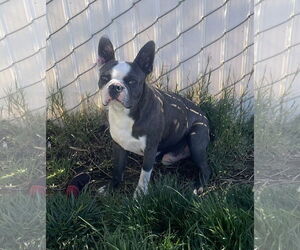 Boston Terrier Dogs for adoption in Hesperia, CA, USA