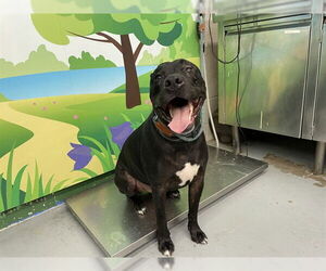 American Pit Bull Terrier-Unknown Mix Dogs for adoption in Waco, TX, USA