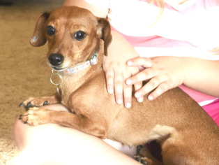Dachshund Dogs for adoption in Tehachapi, CA, USA