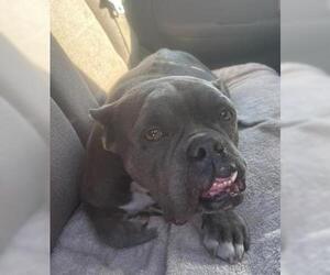 French Bulldog-Unknown Mix Dogs for adoption in Fort Lauderdale, FL, USA