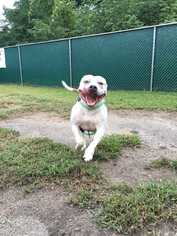 Bulldog-Unknown Mix Dogs for adoption in Dumfries, VA, USA