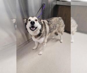 Alaskan Malamute Dogs for adoption in Fairbanks, AK, USA