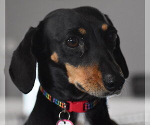Dachshund Dogs for adoption in Shelbyville, TN, USA