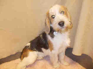 Petit Basset Griffon Vendeen Dogs for adoption in Forestville, MD, USA