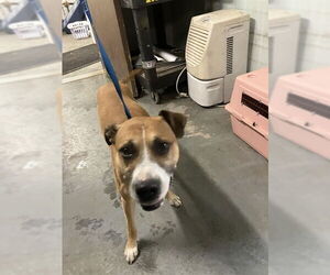 American Pit Bull Terrier Dogs for adoption in Stockton, CA, USA