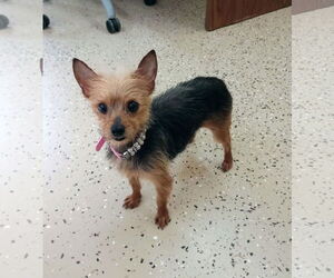 Mutt Dogs for adoption in York, SC, USA