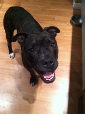 Boxer-Mastiff Mix Dogs for adoption in Thonotosassa, FL, USA