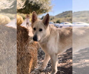 German Shepherd Dog Dogs for adoption in San Diego, CA, USA