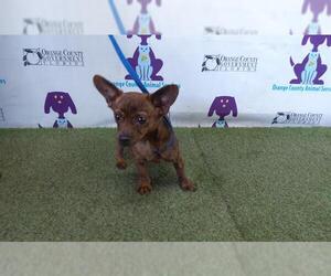 Chihuahua Dogs for adoption in Orlando, FL, USA