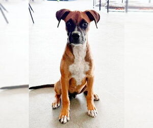 Boxer-Unknown Mix Dogs for adoption in Genesee, WI, USA