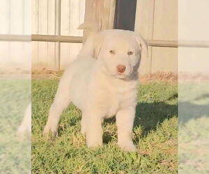 Golden Labrador Dogs for adoption in Grafton, WI, USA