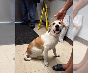 American Foxhound-Unknown Mix Dogs for adoption in Stockton, CA, USA