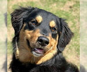 Bernese Mountain Dog-Unknown Mix Dogs for adoption in Canton, CT, USA