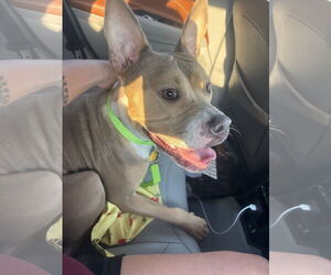 American Pit Bull Terrier Dogs for adoption in Chandler, AZ, USA