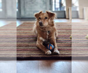 Retriever -Unknown Mix Dogs for adoption in Pueblo West, CO, USA