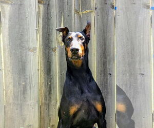 Doberman Pinscher Dogs for adoption in Social Circle, GA, USA