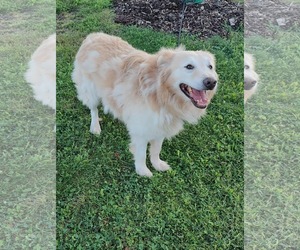 Retriever -Unknown Mix Dogs for adoption in St. Louis Park, MN, USA