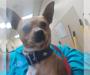 Chihuahua Dogs for adoption in Martinez, CA, USA