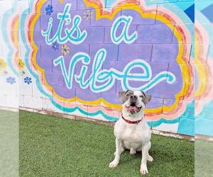 American Pit Bull Terrier-Unknown Mix Dogs for adoption in Las Vegas, NV, USA