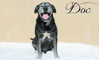 Mutt Dogs for adoption in Houston, MO, USA