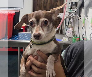 Chihuahua-Unknown Mix Dogs for adoption in Chico, CA, USA
