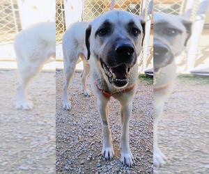 Anatolian Shepherd Dogs for adoption in Manchester, MO, USA