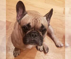 French Bulldog Dogs for adoption in Fort Lauderdale, FL, USA