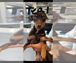 Mutt Dogs for adoption in NYC, NY, USA