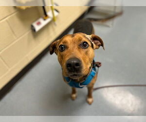 German Shepherd Dog-Unknown Mix Dogs for adoption in Denver, CO, USA