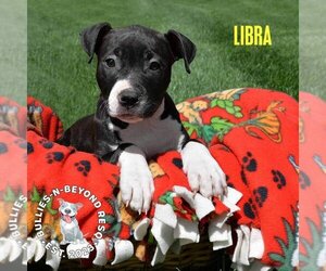 American Staffordshire Terrier-Unknown Mix Dogs for adoption in Omaha, NE, USA