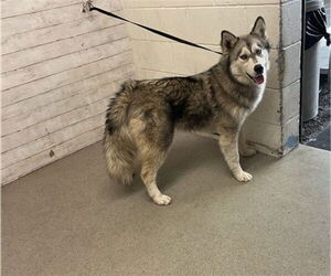 Siberian Husky Dogs for adoption in San Bernardino, CA, USA