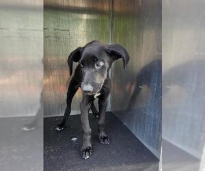 Labrador Retriever-Unknown Mix Dogs for adoption in San Antonio, TX, USA