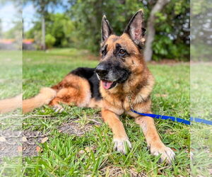 German Shepherd Dog Dogs for adoption in Lighthouse Point, FL, USA
