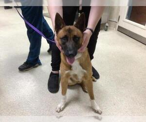 Mutt Dogs for adoption in Riverside, CA, USA