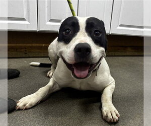 Mutt Dogs for adoption in Forestville, MD, USA
