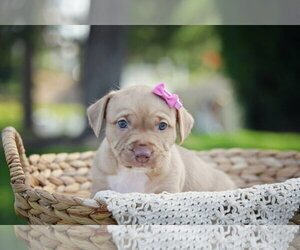 Mutt Dogs for adoption in Sandy, UT, USA