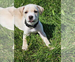 American Pit Bull Terrier-Labrador Retriever Mix Dogs for adoption in Bemidji, MN, USA