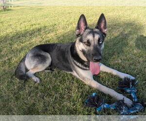 German Shepherd Dog-Huskies  Mix Dogs for adoption in Chandler, AZ, USA