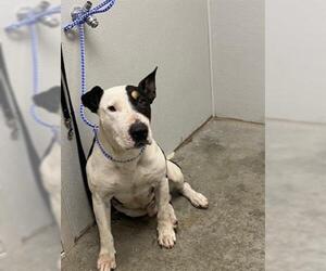 Bull Terrier Dogs for adoption in Rosenberg, TX, USA