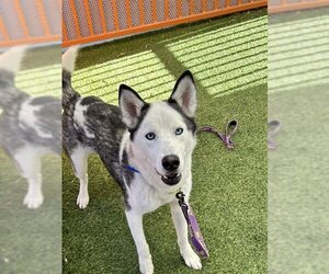 Huskies -Unknown Mix Dogs for adoption in Las Vegas, NV, USA