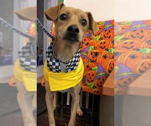 Beagle Dogs for adoption in Calverton, NY, USA