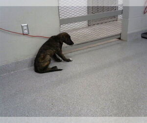 American Pit Bull Terrier-Unknown Mix Dogs for adoption in Pasadena, TX, USA