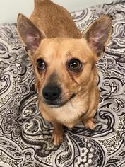 Chihuahua Dogs for adoption in Hornell, NY, USA