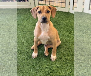 Black Mouth Cur-Unknown Mix Dogs for adoption in Sanford, FL, USA