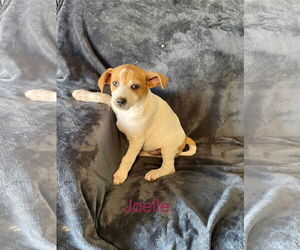 Mutt Dogs for adoption in Topeka, KS, USA