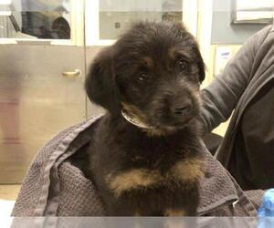 German Shepherd Dog Dogs for adoption in Riverside, CA, USA
